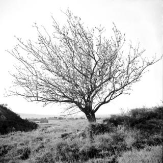 Model 30 