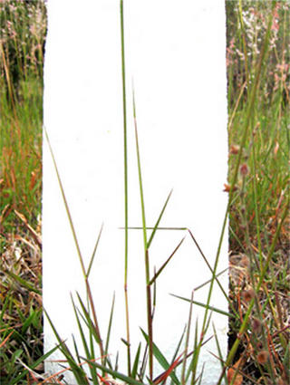 Model 16 